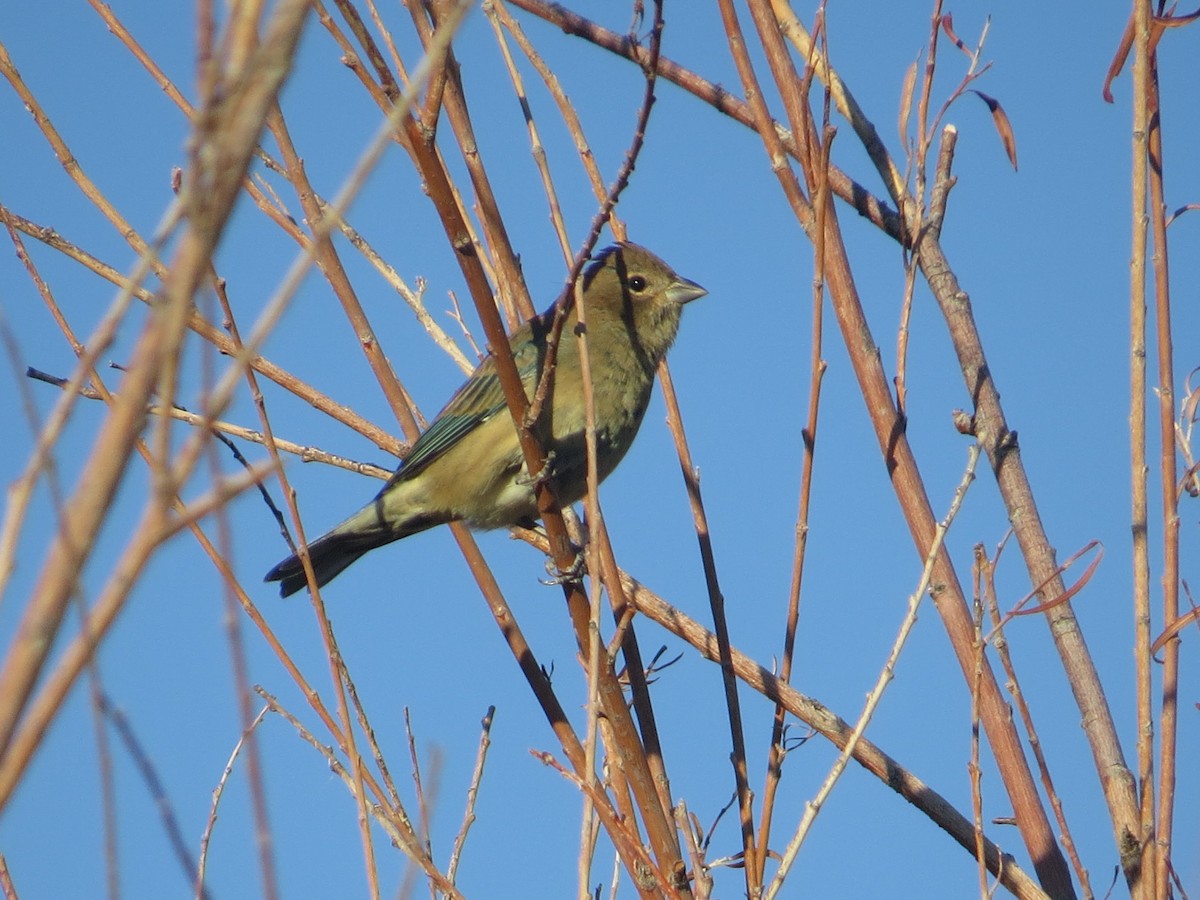 Indigo Bunting - Benjamin Guo