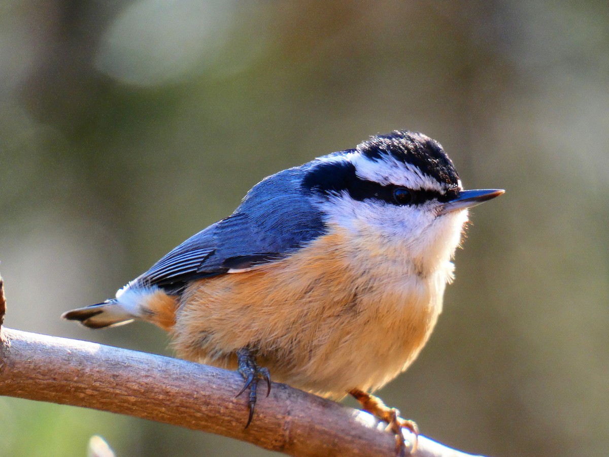 Red-breasted Nuthatch - ML609417390
