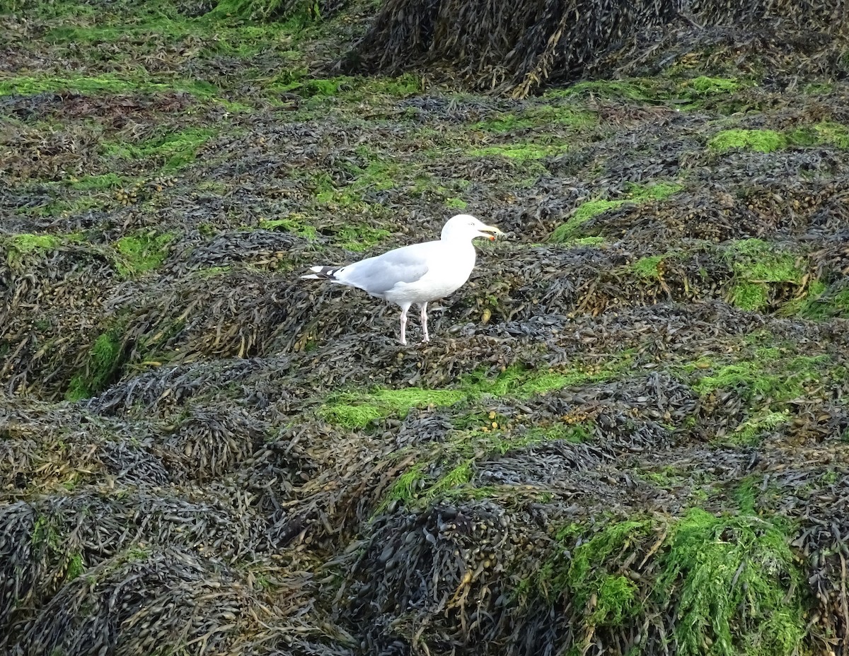 Herring Gull - ML609417414