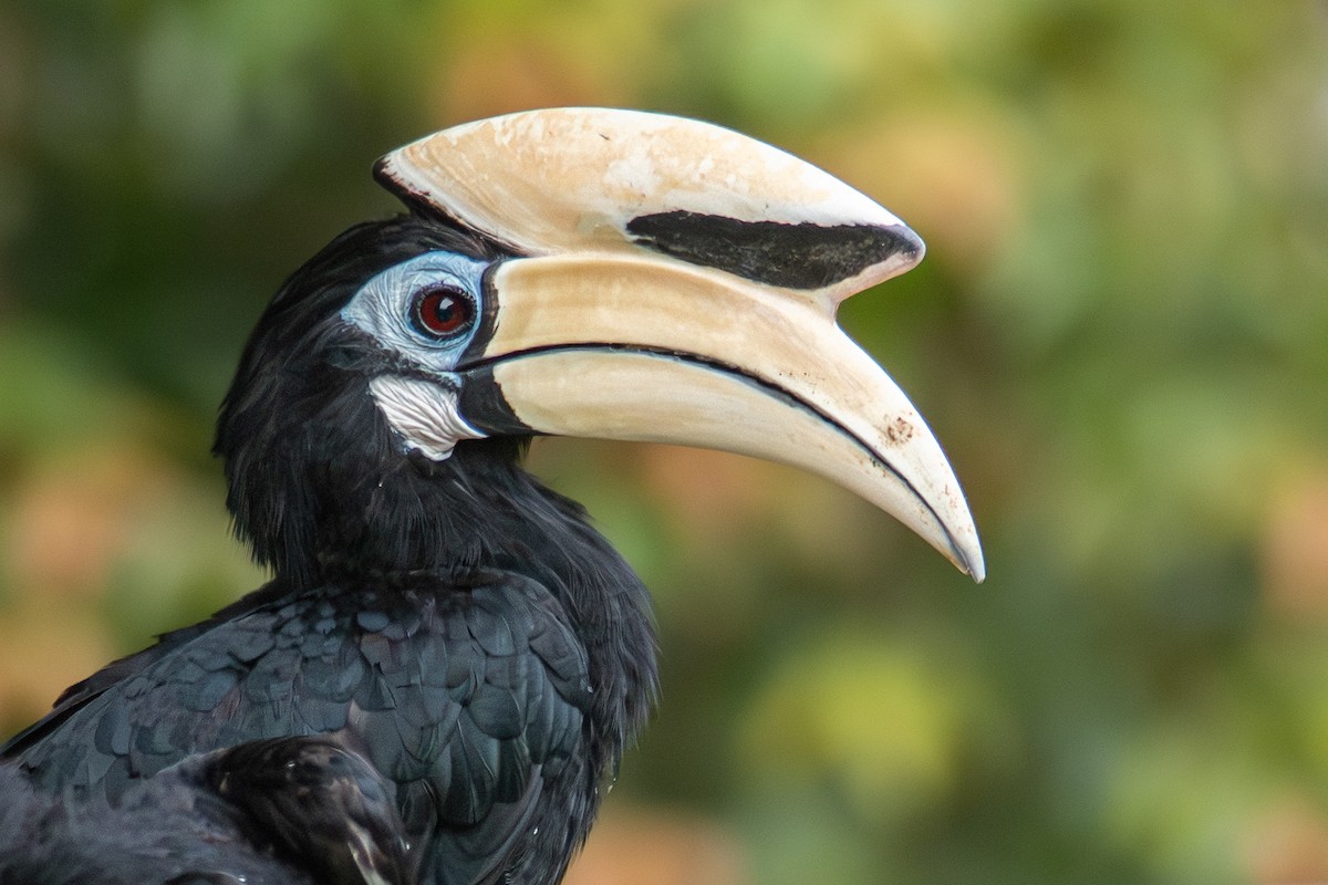 Oriental Pied-Hornbill - ML609417499