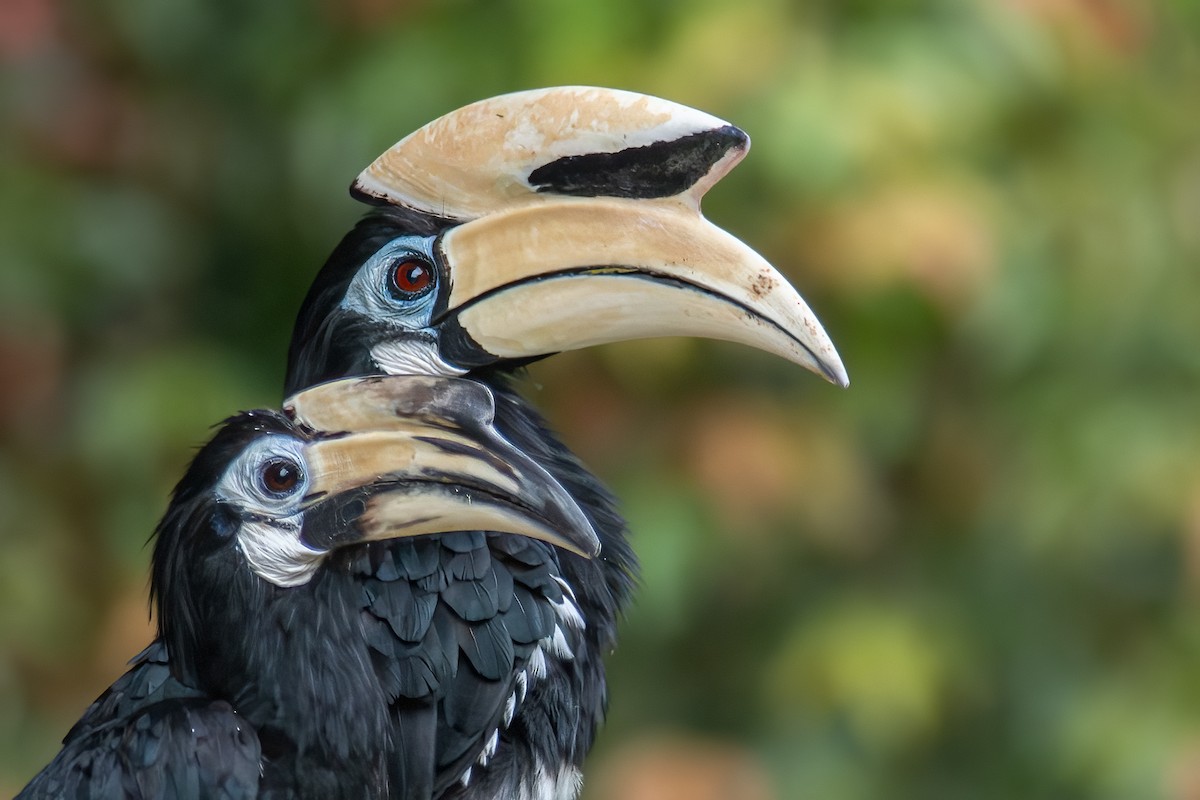 Oriental Pied-Hornbill - ML609417500