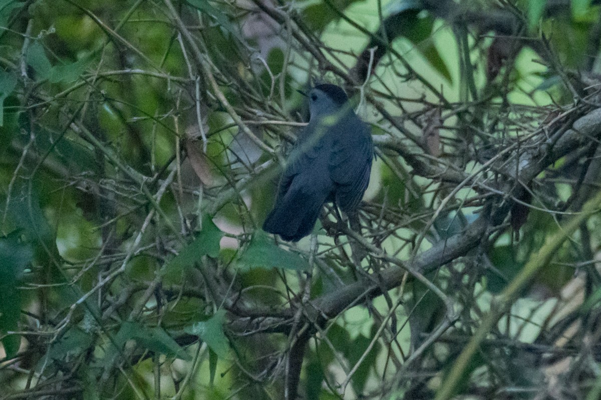 Gray Catbird - ML609417543