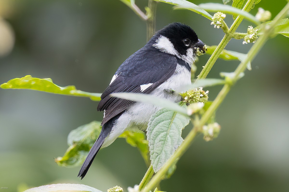 Variable Seedeater - ML609417570