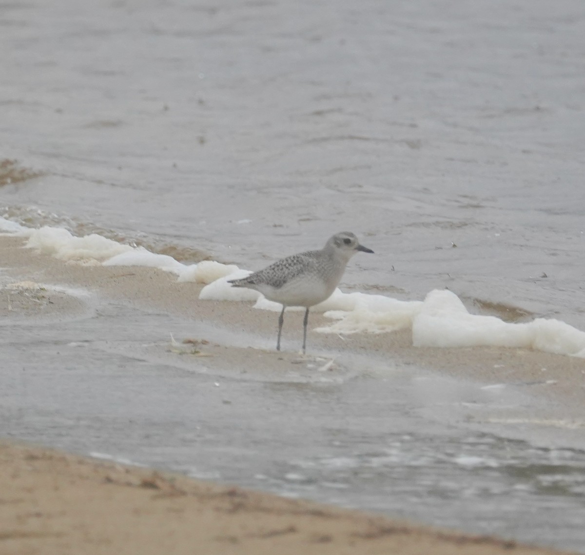 Black-bellied Plover - ML609417597