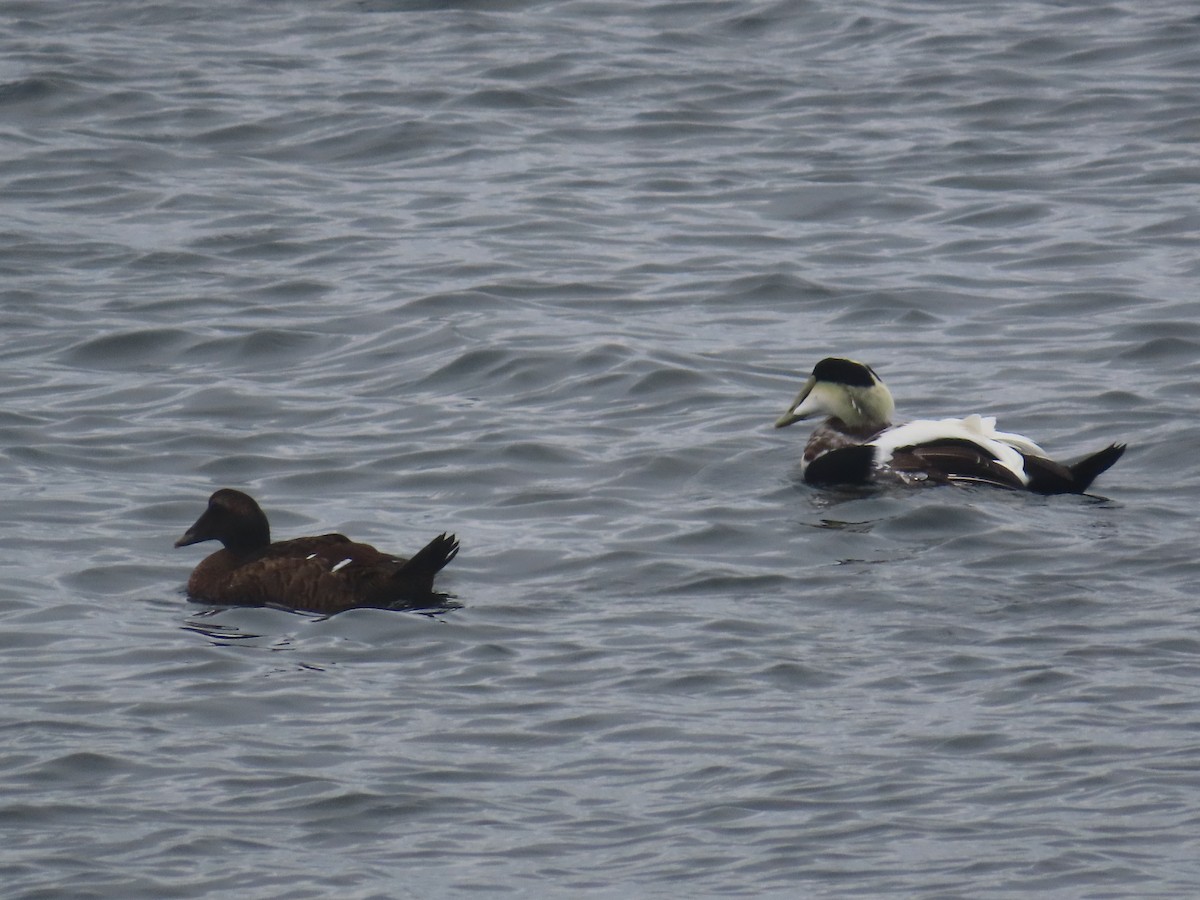 Common Eider - Shay Howlin