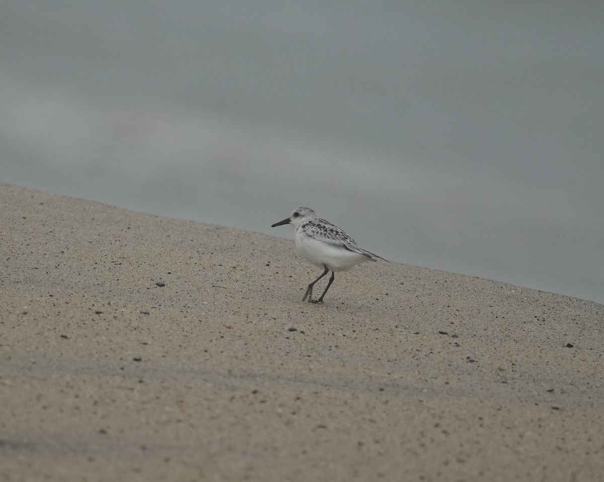 Sanderling - ML609417729