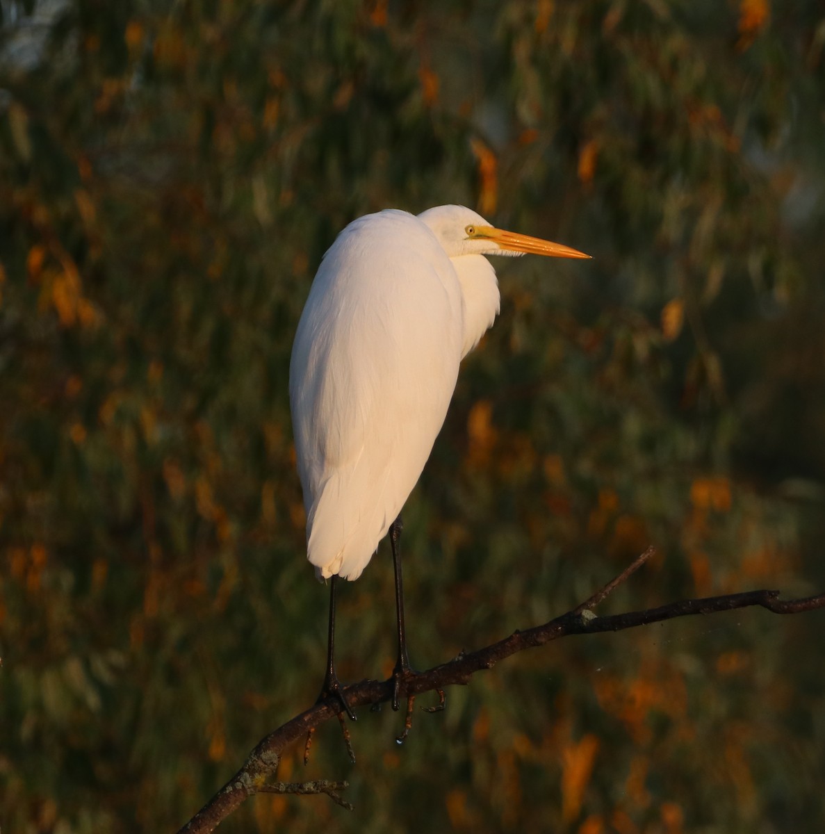 Great Egret - ML609417772