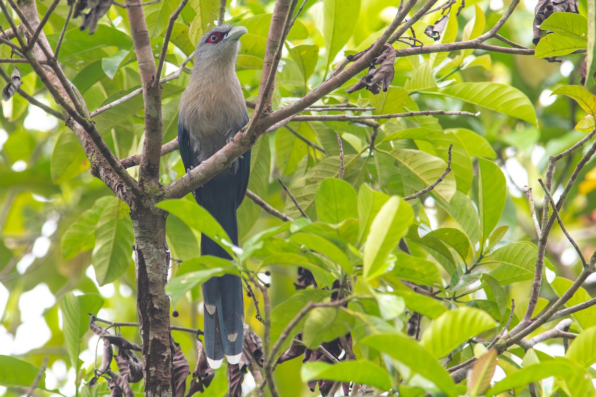 Black-bellied Malkoha - ML609417820