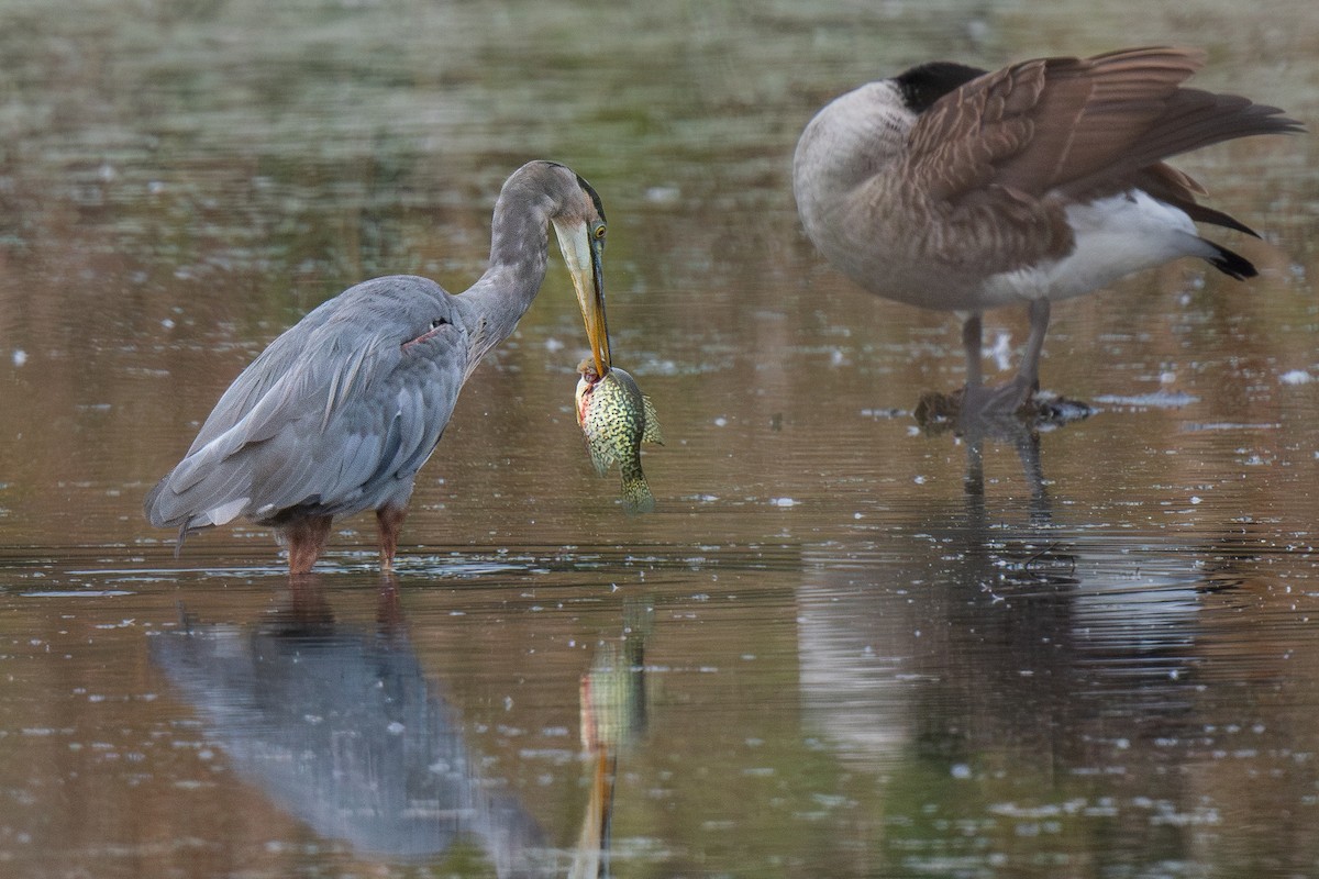 Great Blue Heron - ML609417834