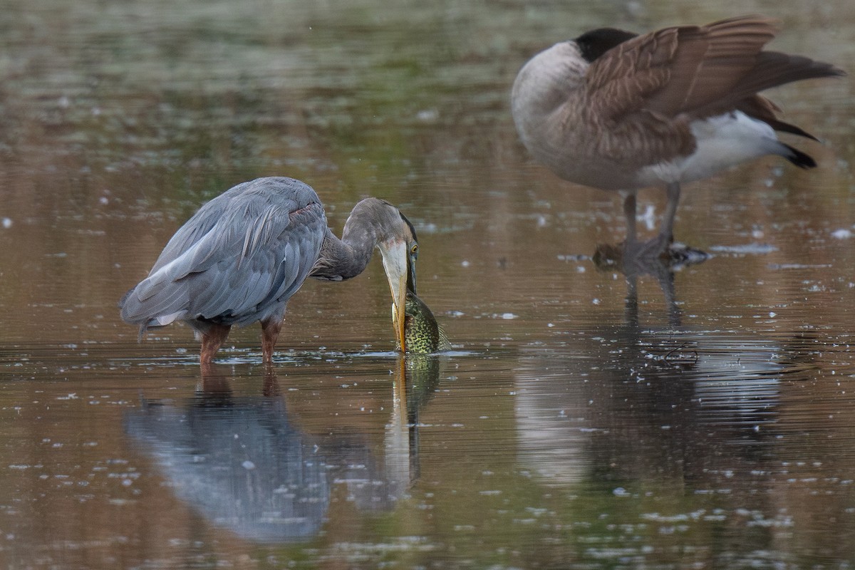 Great Blue Heron - Ian Campbell