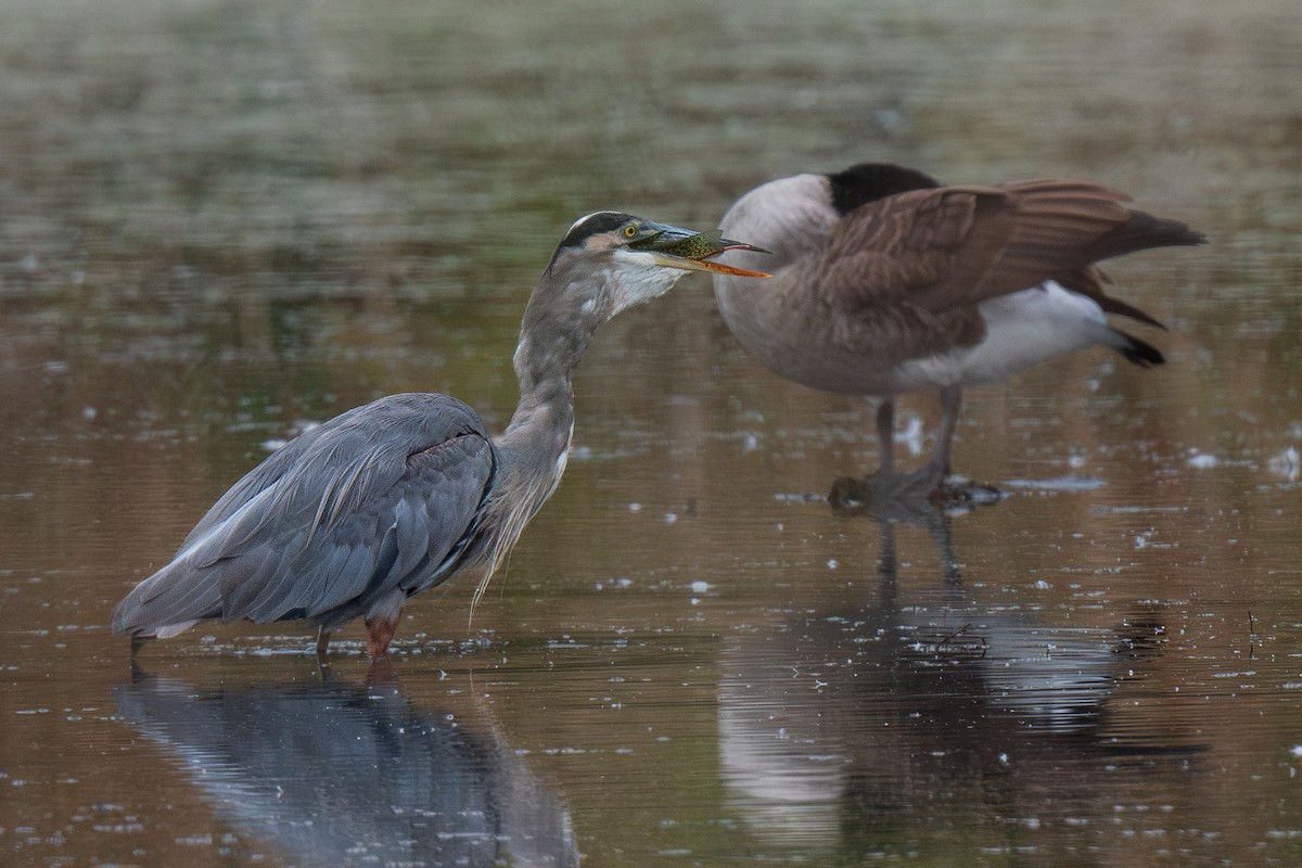 Great Blue Heron - ML609417873