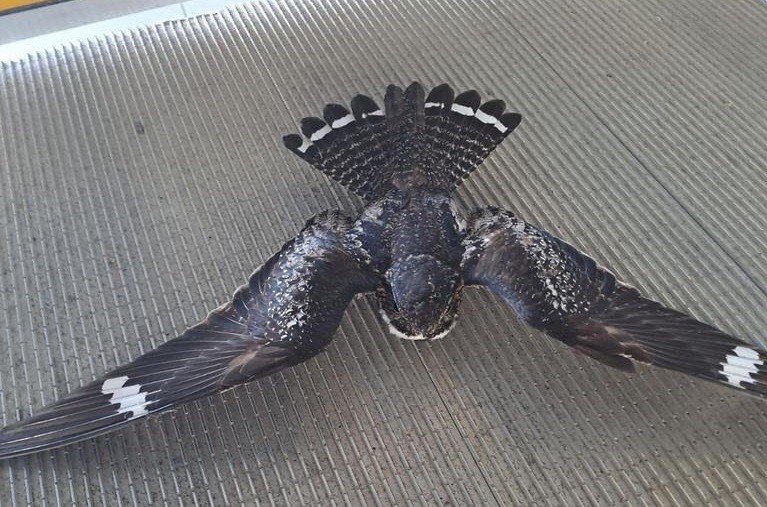 Common Nighthawk - ML609417889