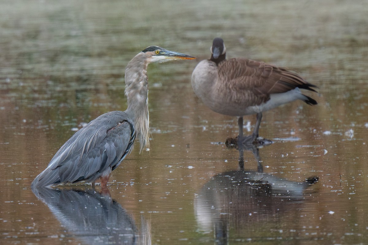 Great Blue Heron - Ian Campbell