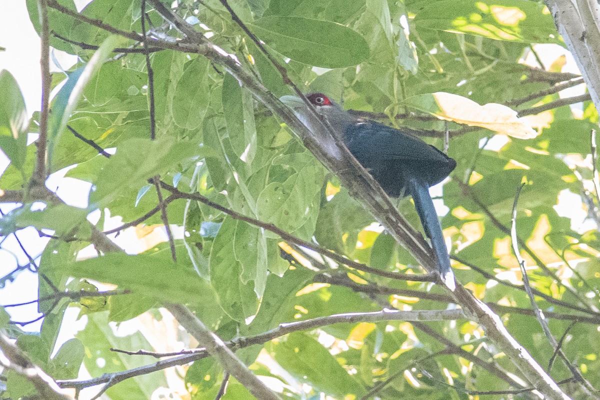 Black-bellied Malkoha - ML609417939