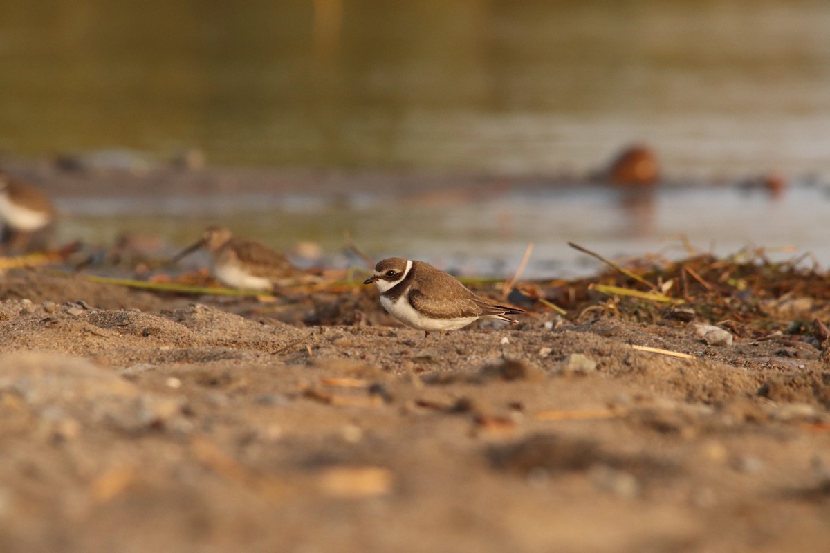Semipalmated Plover - ML609417947