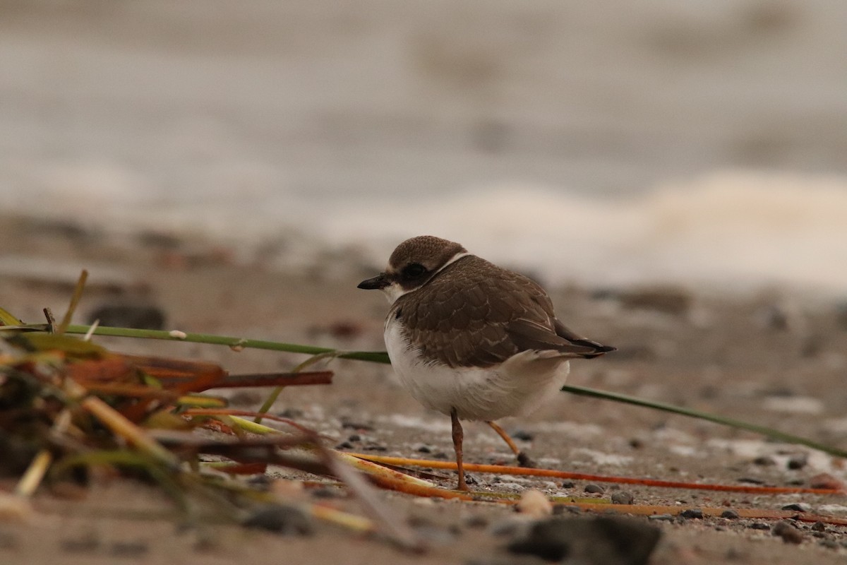 Semipalmated Plover - ML609417948