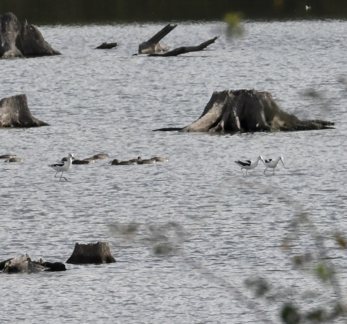 Avoceta Americana - ML609417951