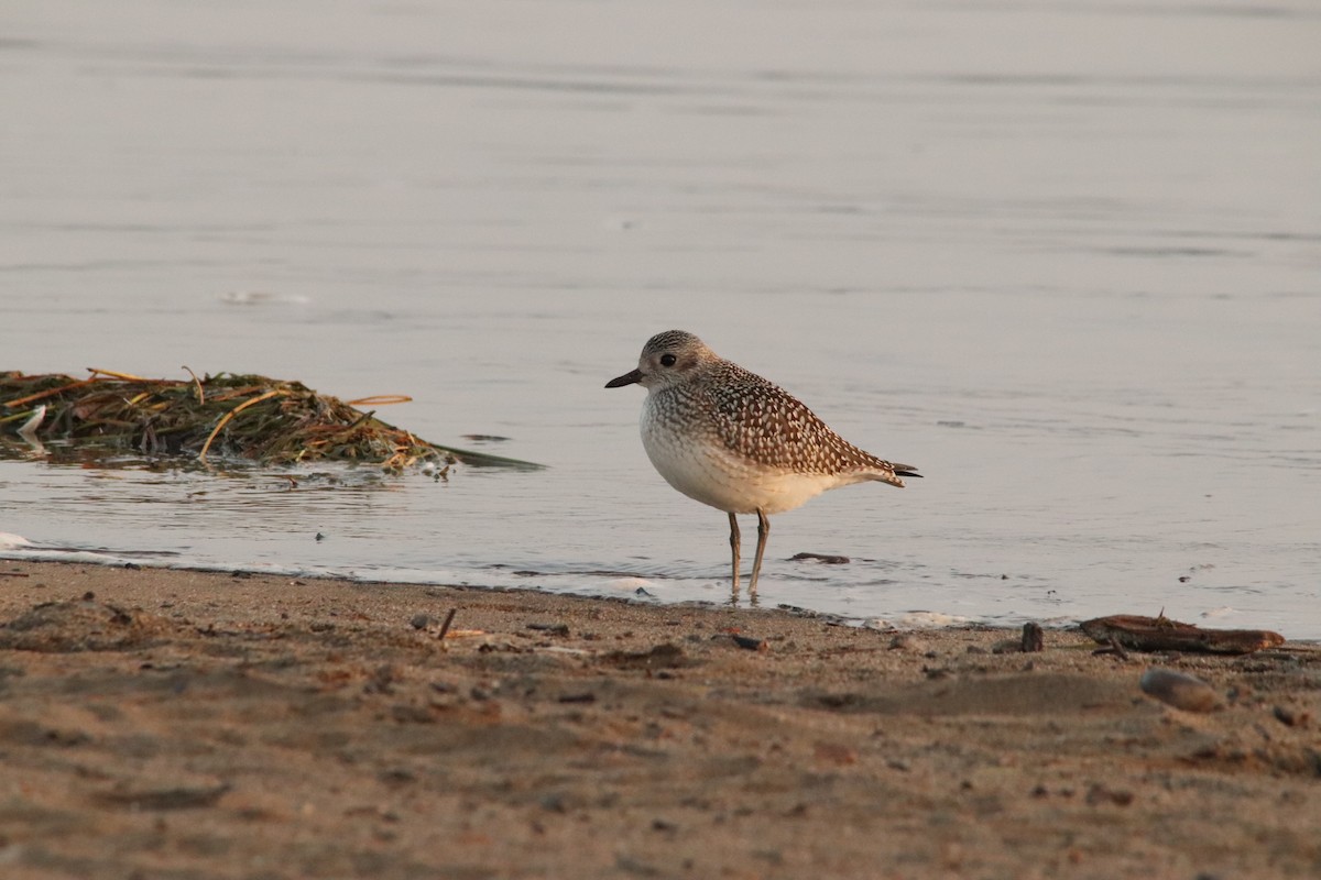 Black-bellied Plover - ML609417959