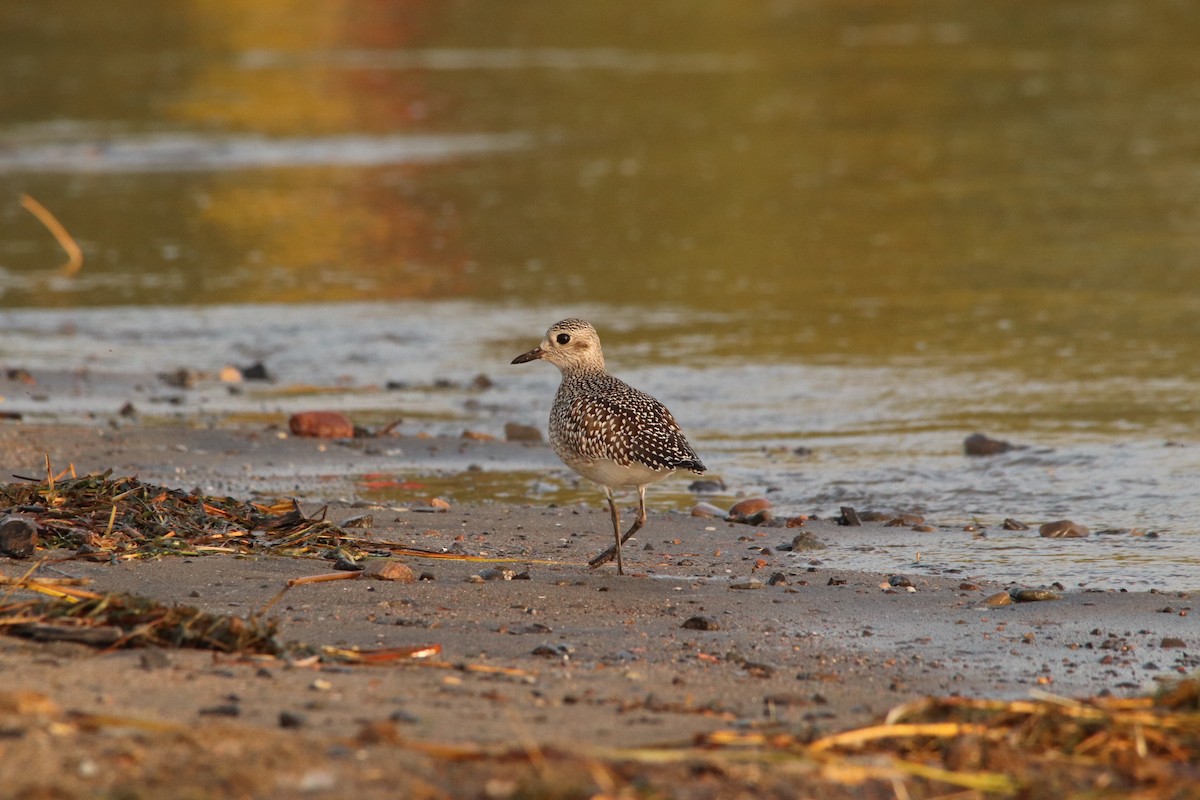 Black-bellied Plover - ML609417960