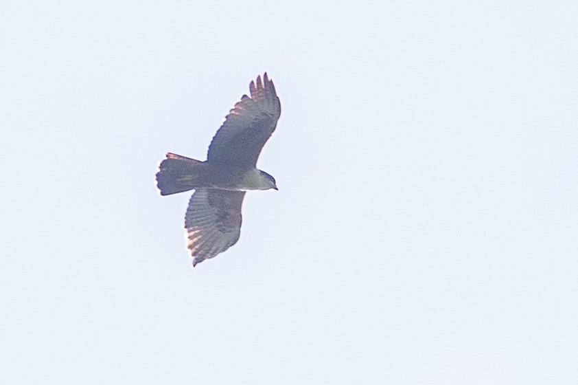 Rufous-bellied Eagle - ML609417988