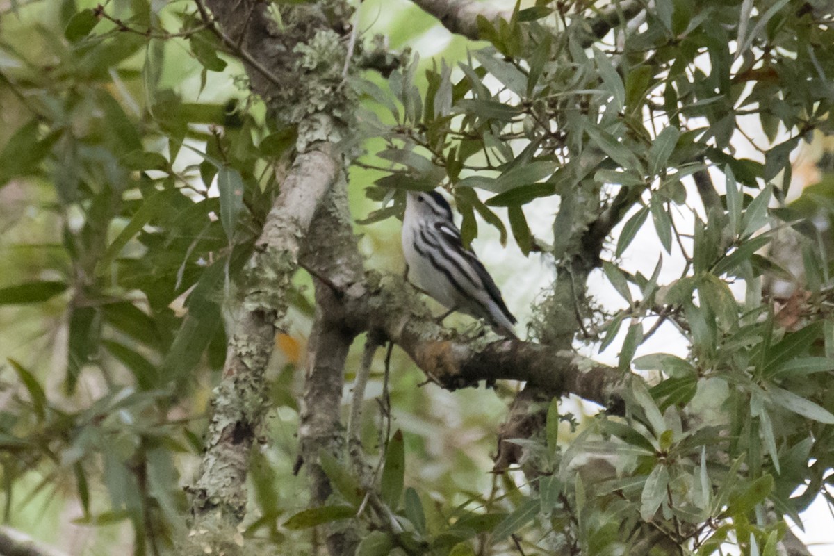 Black-and-white Warbler - Gabrielle Harrison