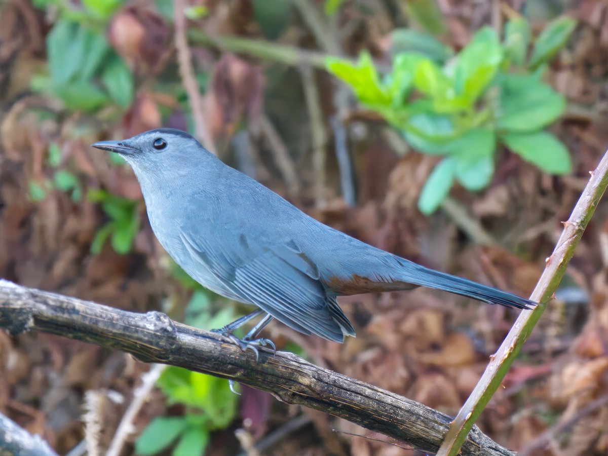 Gray Catbird - ML609418035