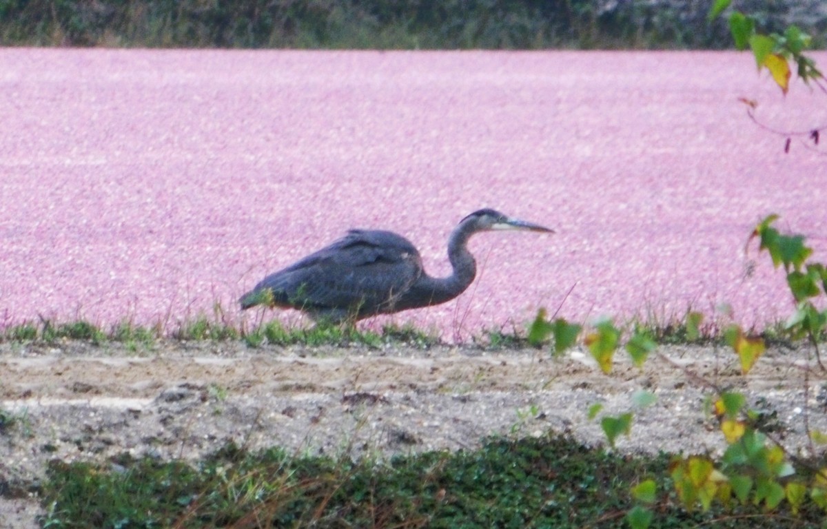 Great Blue Heron - Larry Zirlin