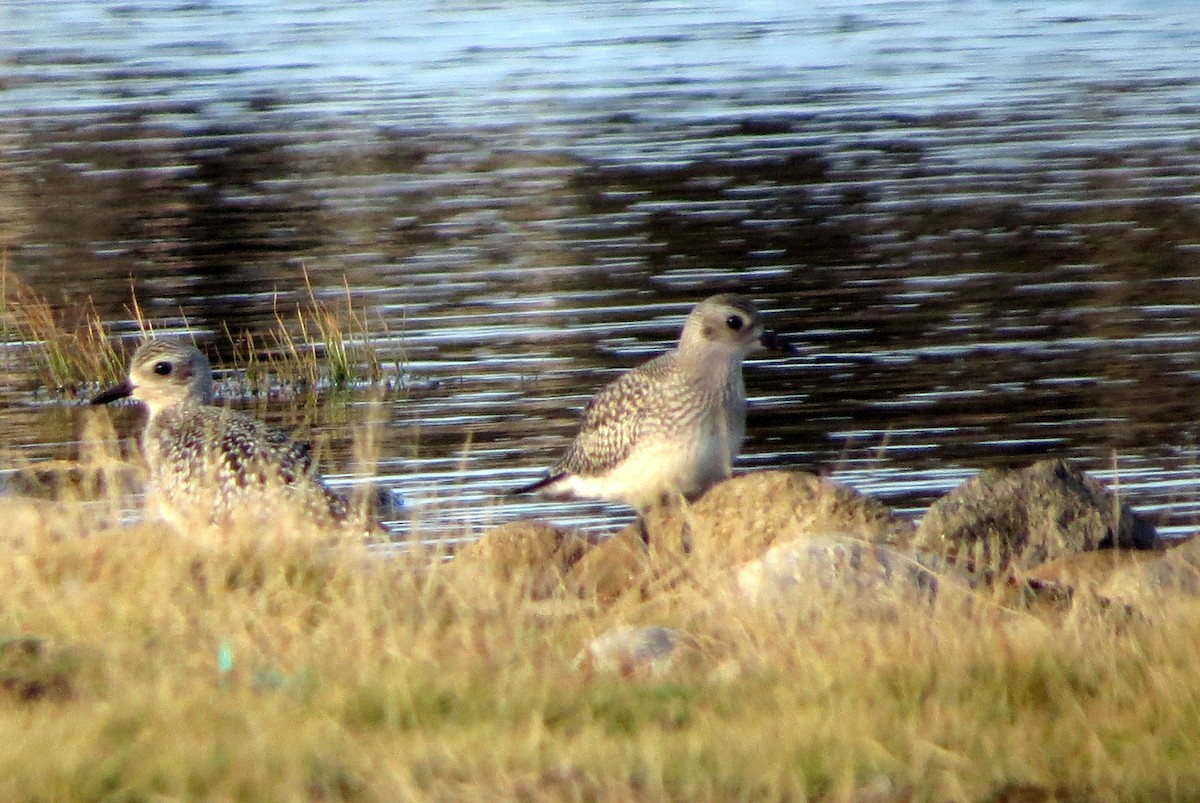 Black-bellied Plover - ML609418122