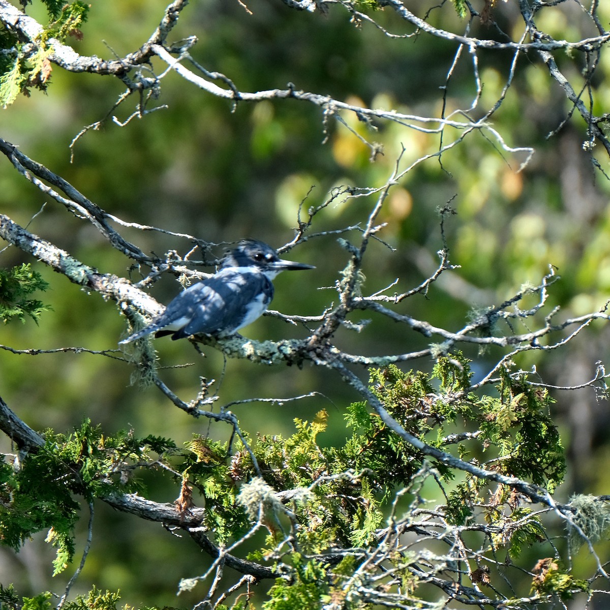 Belted Kingfisher - ML609418207