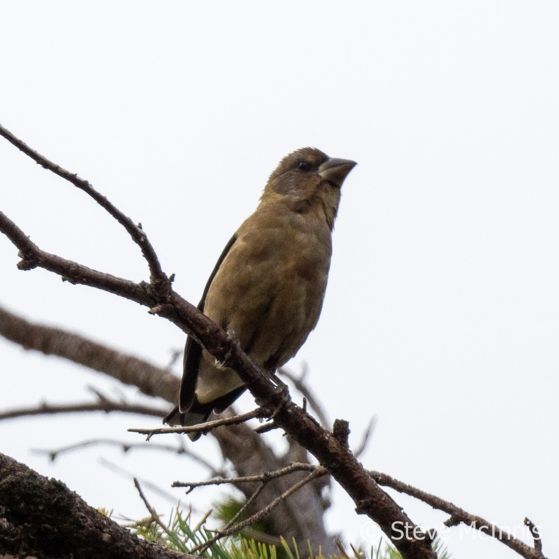 Evening Grosbeak - ML609418398