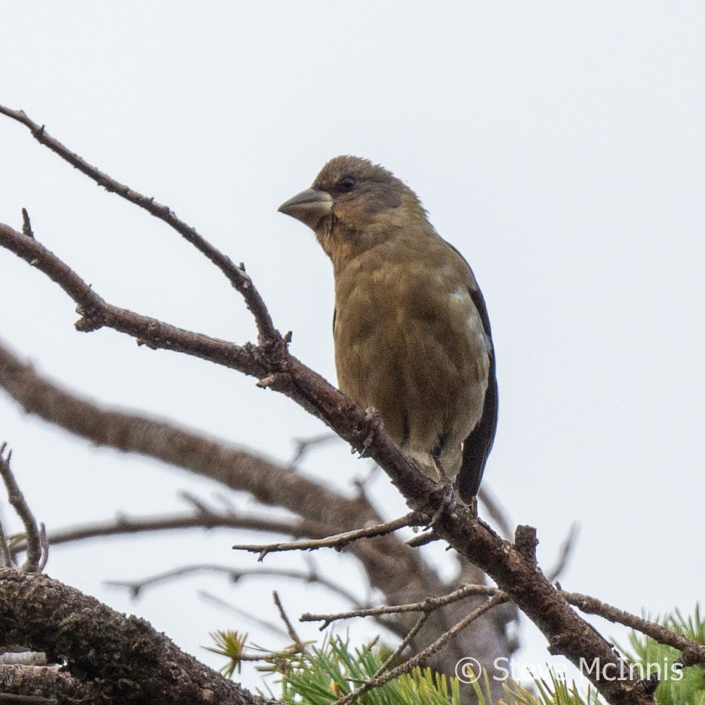 Evening Grosbeak - Steve McInnis