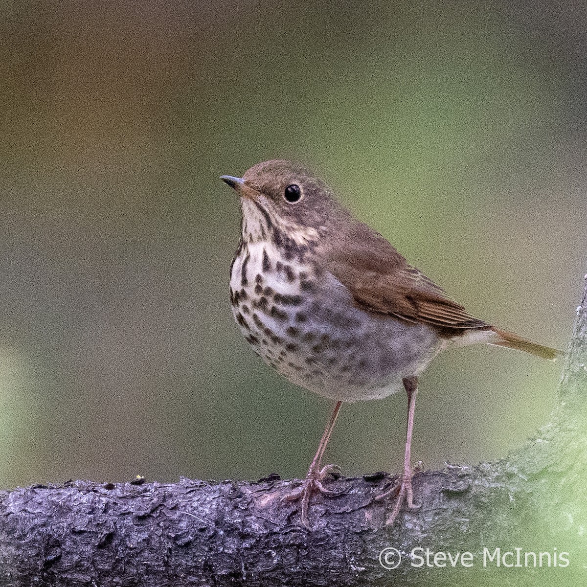 Hermit Thrush - ML609418404