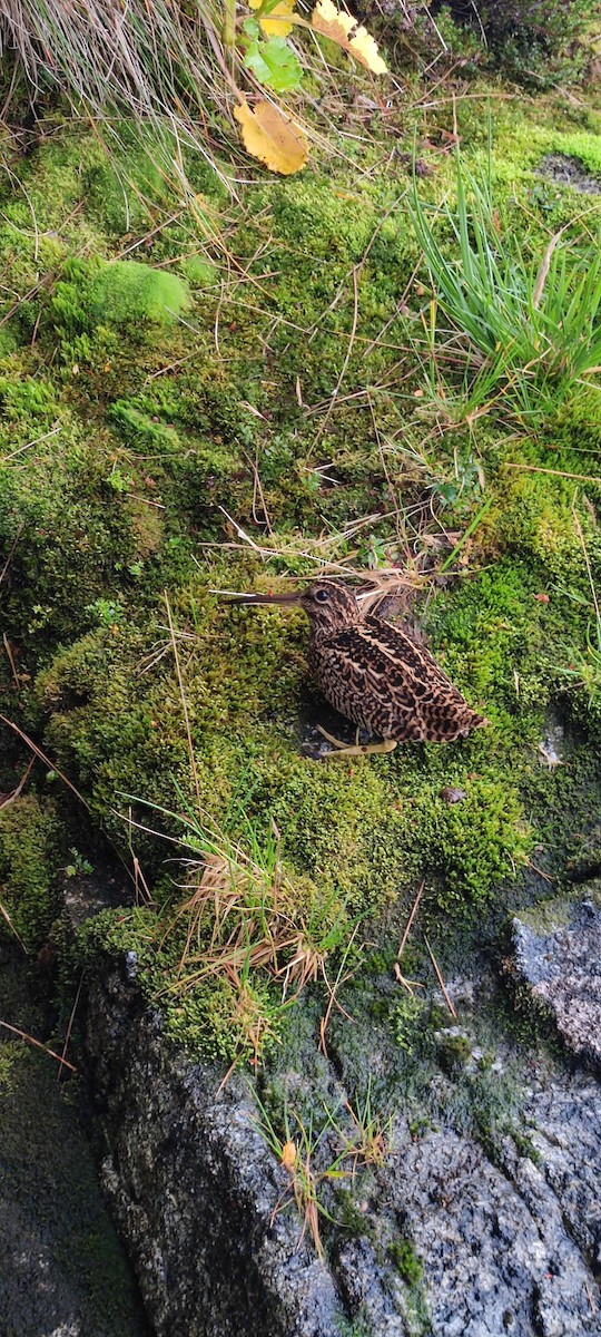 Fuegian Snipe - ML609418407