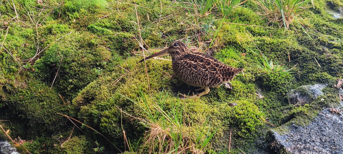 Fuegian Snipe - ML609418408