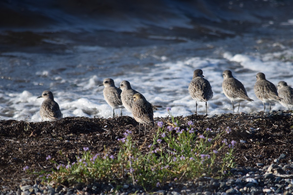 American Golden-Plover - ML609418631