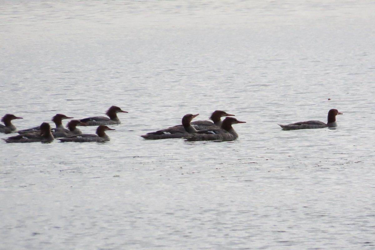 Common Merganser - ML609418653