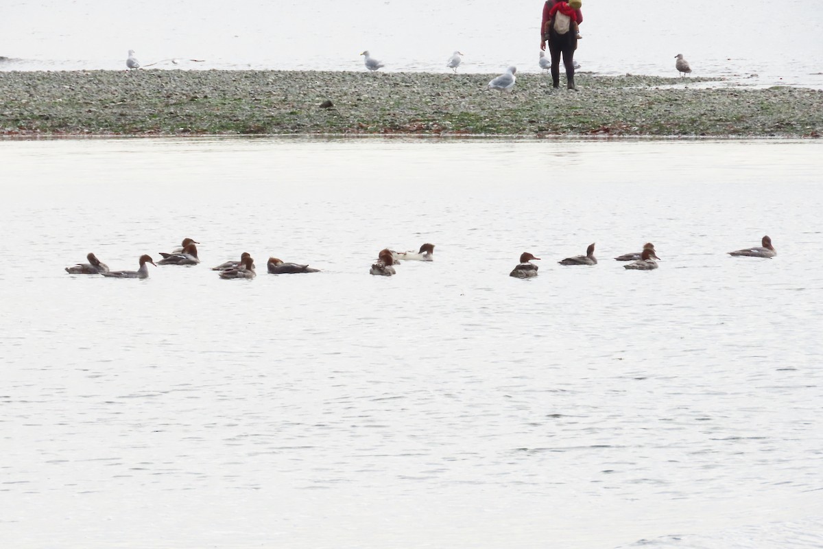 Common Merganser - ML609418654