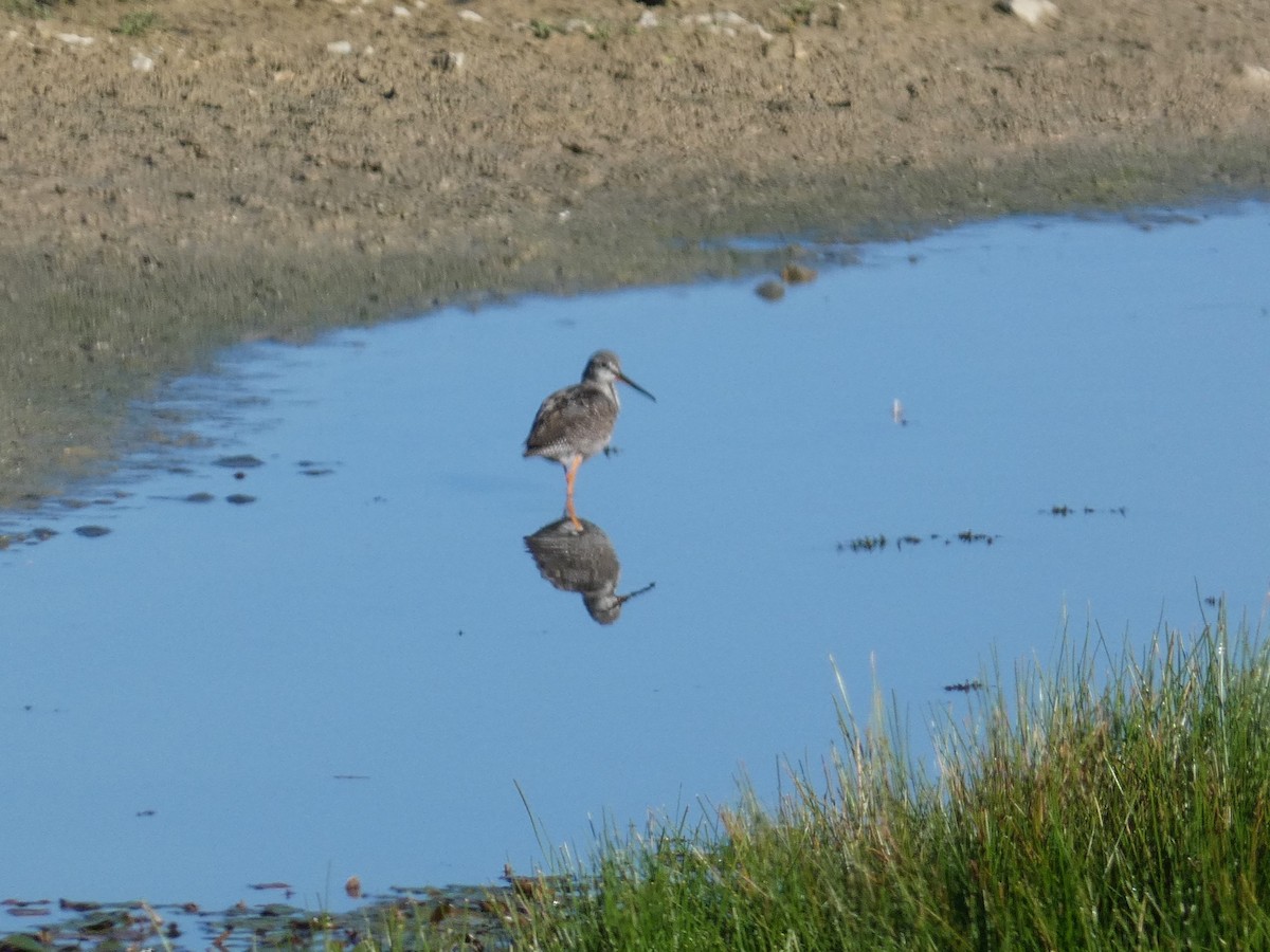 Spotted Redshank - ML609418661