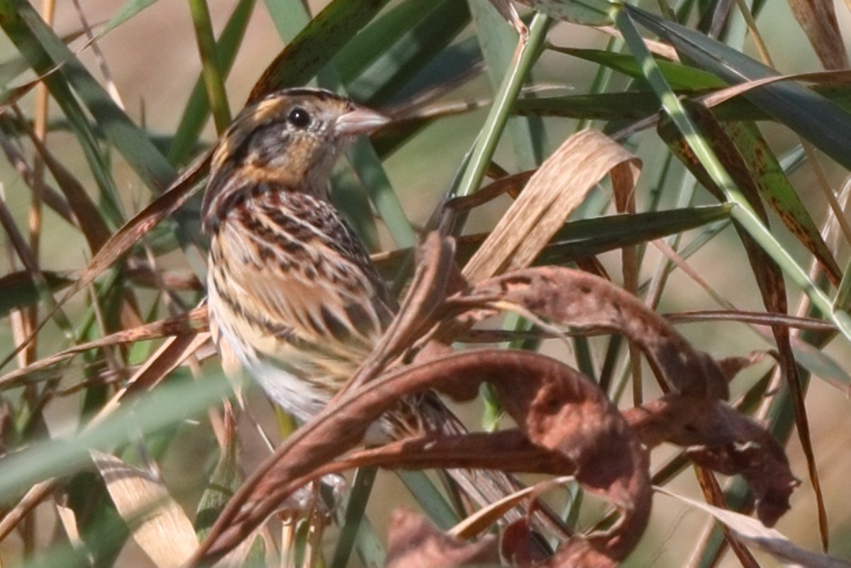 LeConte's Sparrow - Shawn Miller