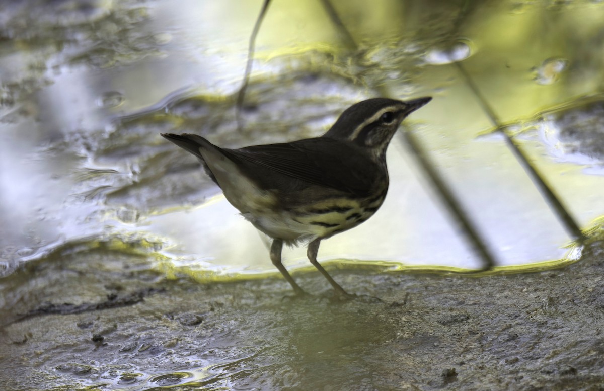 Northern Waterthrush - ML609418739