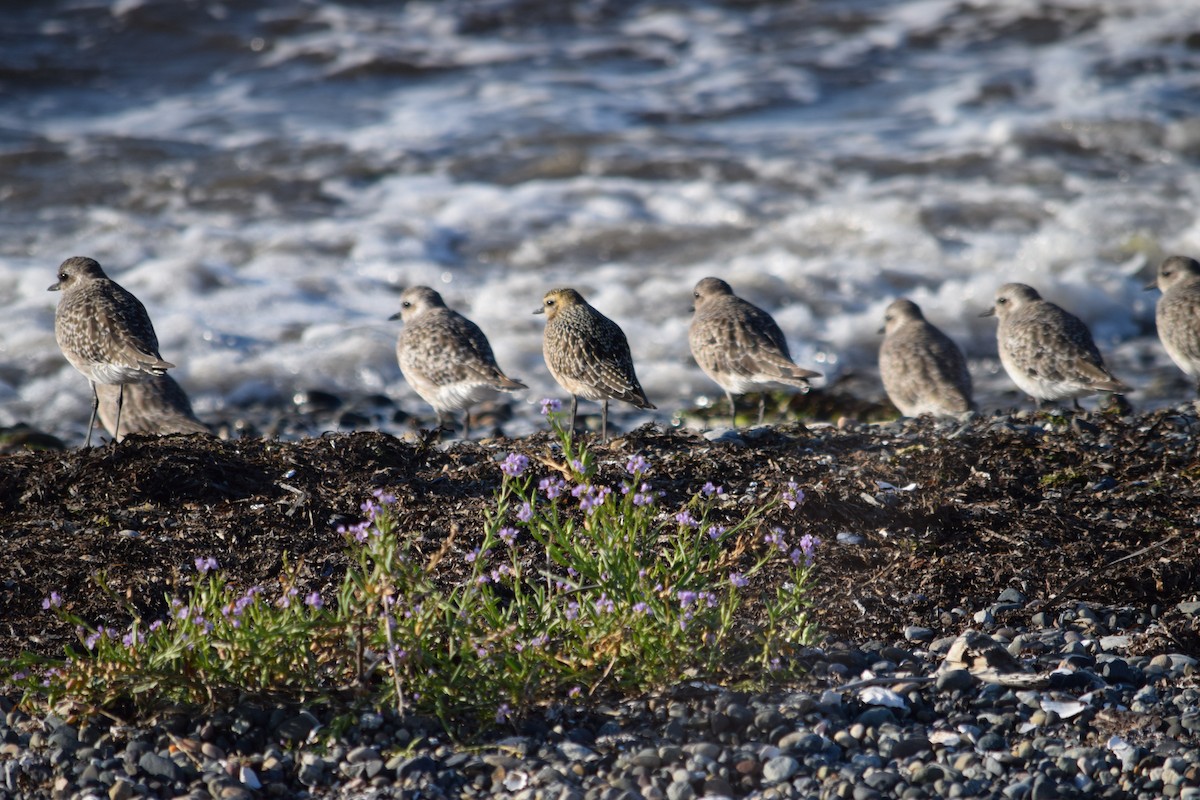 American Golden-Plover - ML609418783