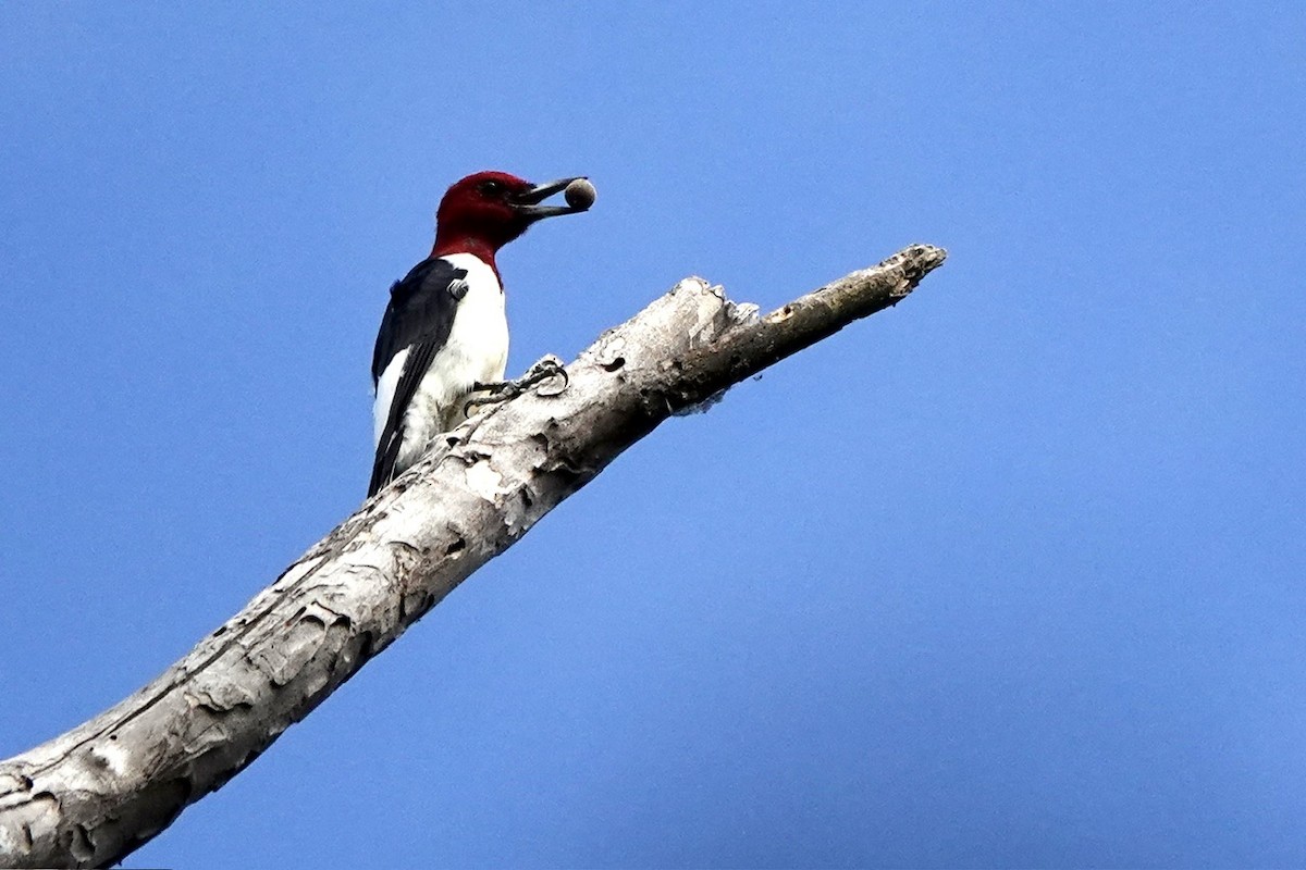 Red-headed Woodpecker - ML609418809
