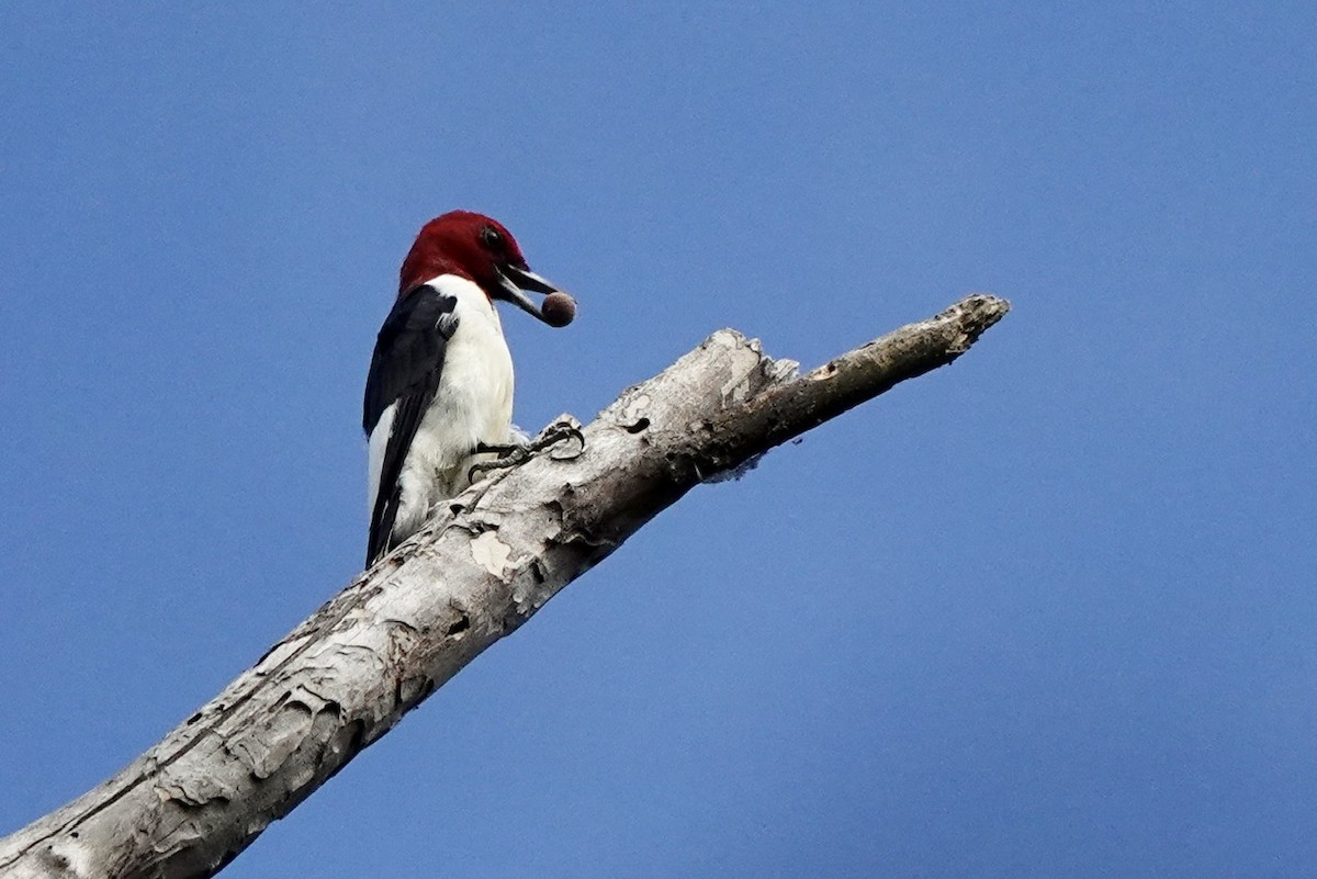 Red-headed Woodpecker - ML609418810
