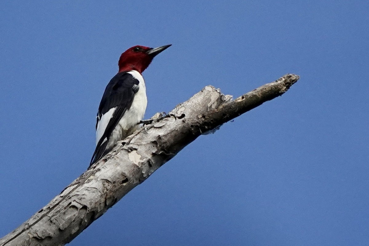 Red-headed Woodpecker - ML609418811