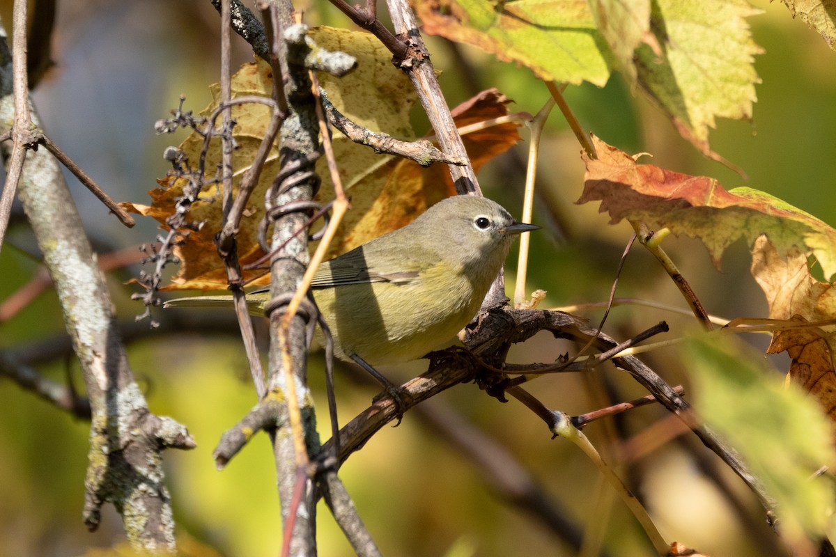 Orange-crowned Warbler - ML609418938