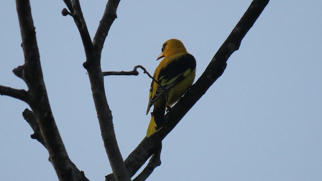 Indian Golden Oriole - ML609418951