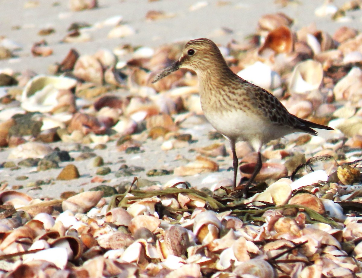 Bairdstrandläufer - ML609418962