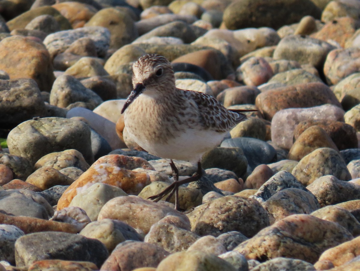 Bairdstrandläufer - ML609418991