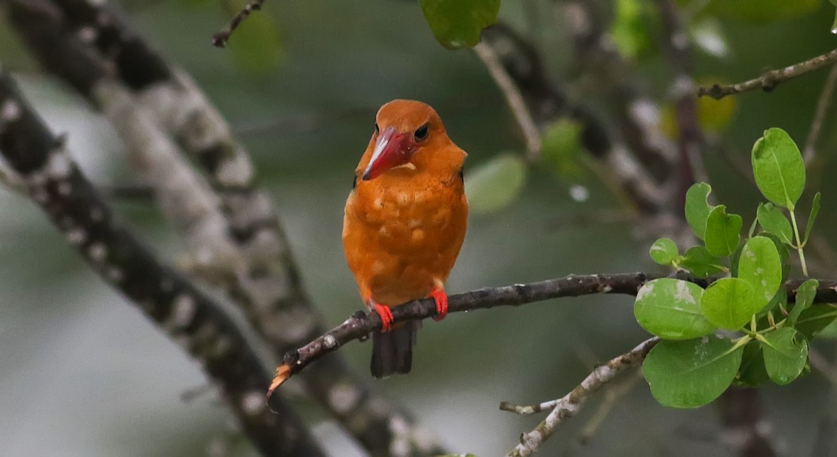 Brown-winged Kingfisher - Zaber Ansary -BirdingBD Tours