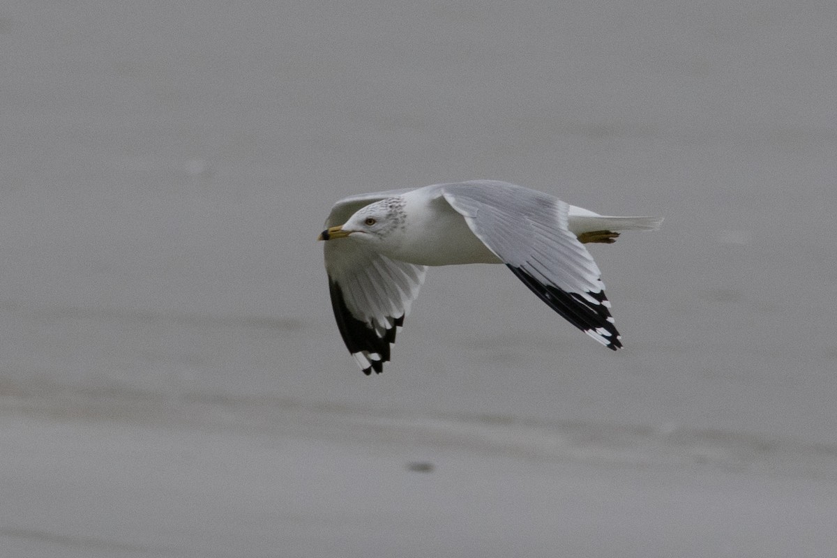 Ring-billed Gull - ML609419104